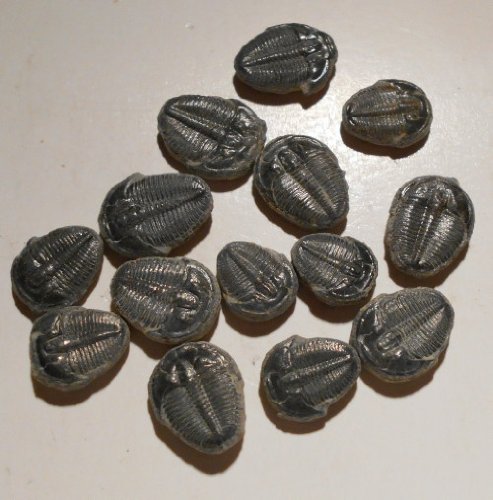 Trilobite Elrathia Kingii