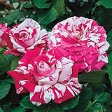 SPRING HILL NURSERIES - Neil Diamond Hybrid Tea Rose Dormant Bare Root Plant (1-Pack)
