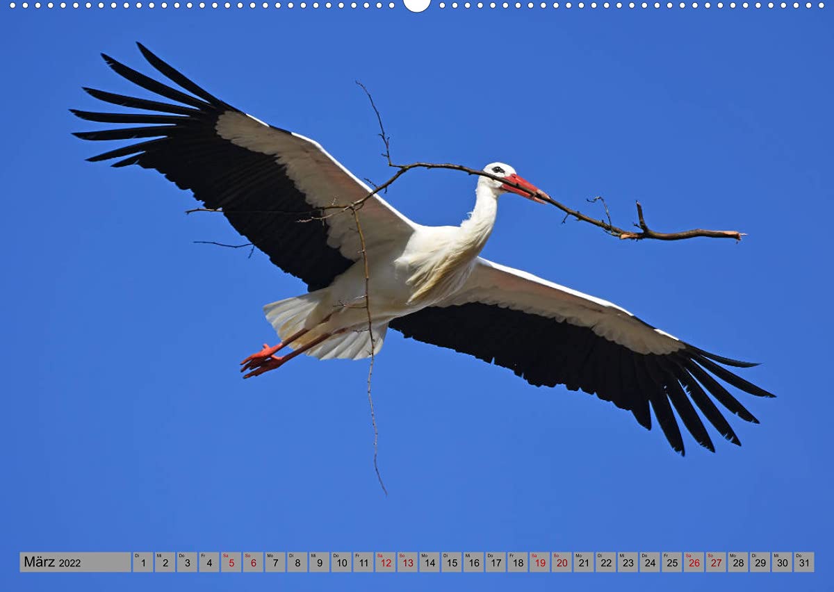 Zu Gast bei Familie Storch (Wandkalender 2022 DIN A2 quer): Störche ... gern gesehene Gäste in Deutschland (Monatskalender, 14 Seiten ) (CALVENDO Tiere)