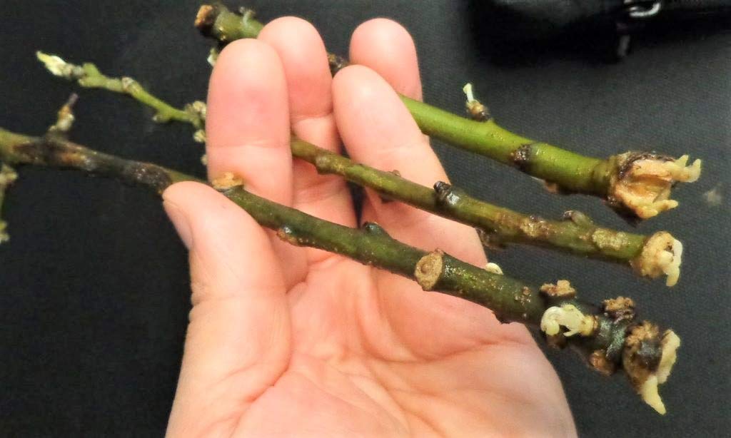 Hormon L enraizante esquejes 1l.. (Antes AIB 0.4%) Fitohormonas Naturales y Acido hormonal, Que estimulan la rizogénesis de Las Plantas mejorando el Desarrollo de su Sistema radicular.