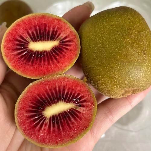 kiwi di balcone resistenti semi di giardino semi biologici Letti elevati per giardino perenni 10pcs
