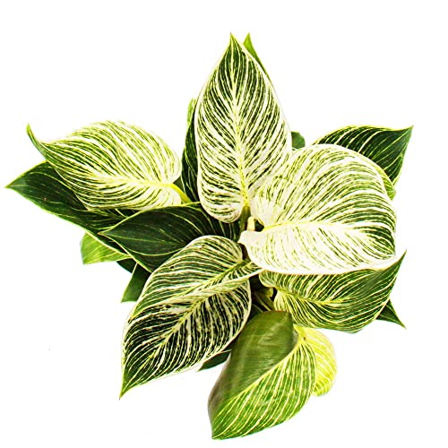 Exotenherz - Filodendro White Wave - Amico degli