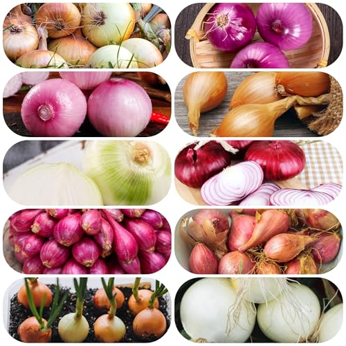 Semillas de cebolla para de jardín ajo elefante bulbos cebolla invierno, tradicionales orgánicas, balcón kit 350pcs