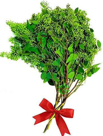 10 Branches Fresh Eucalyptus Seeded for Weddings Fresh Flower, Party, Bouquet