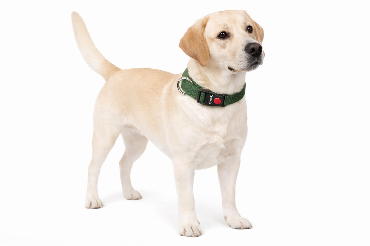 Dog Collar Ziggi Khaki L 45-65cm 25mm