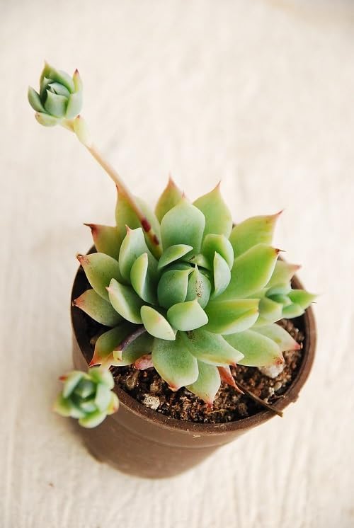 Image of live plants (LAXMI KAMAL PACK OF 2)