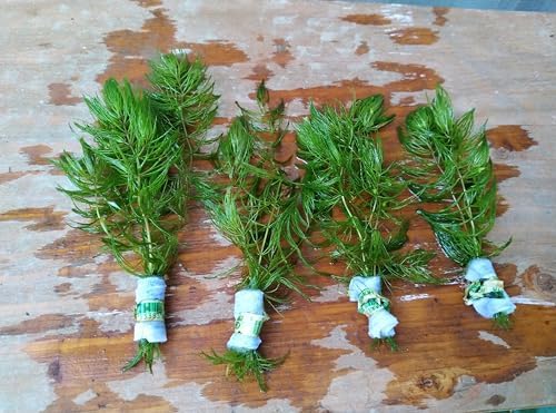 4 Bunches of Live Hornwort Aquarium Plants, 3 Stems Each Bunch, 6...
