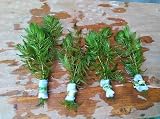 4 Bunches of Live Hornwort Aquarium Plants, 3 Stems Each Bunch, 6-8 Inch Length, Freshwater Submerged Plants for Fish Ponds
