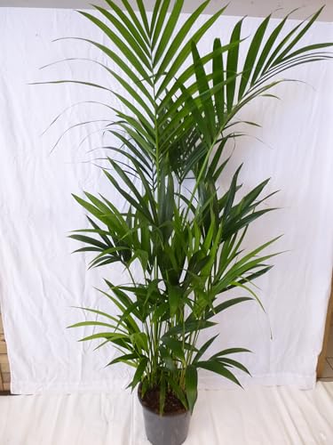 [Palmenlager] - XXL Howea forsteriana - Kentia Palme - 190 cm // Zimmerpflanze