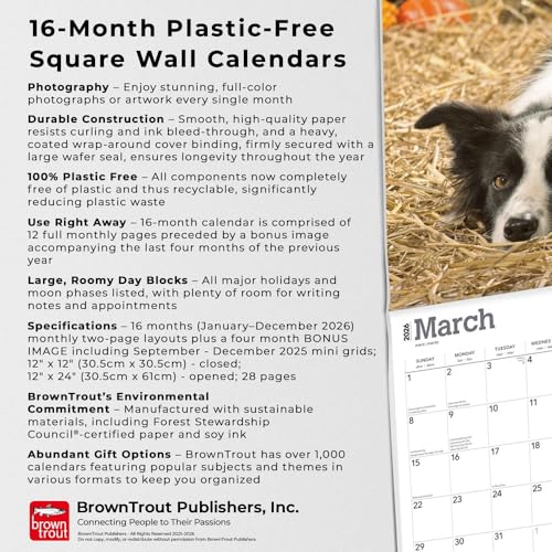 Border Collies | 2026 12 x 24 Inch (Hanging) Monthly Square Wall Calendar | Plastic-Free | BrownTrout | Animals Dog Breeds - image 6