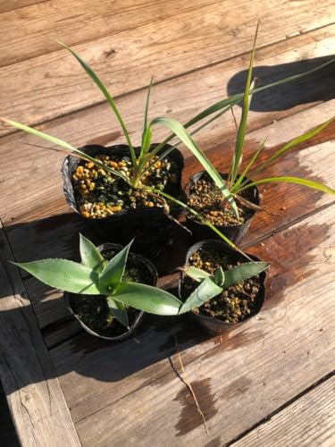 ドライガーデン 植物 観葉植物」の人気商品一覧 | 安い商品を通販