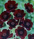 Schokoladenblume duftend Cosmos atrosanguineus"1 Wurzelstück" Blumenzwiebeln