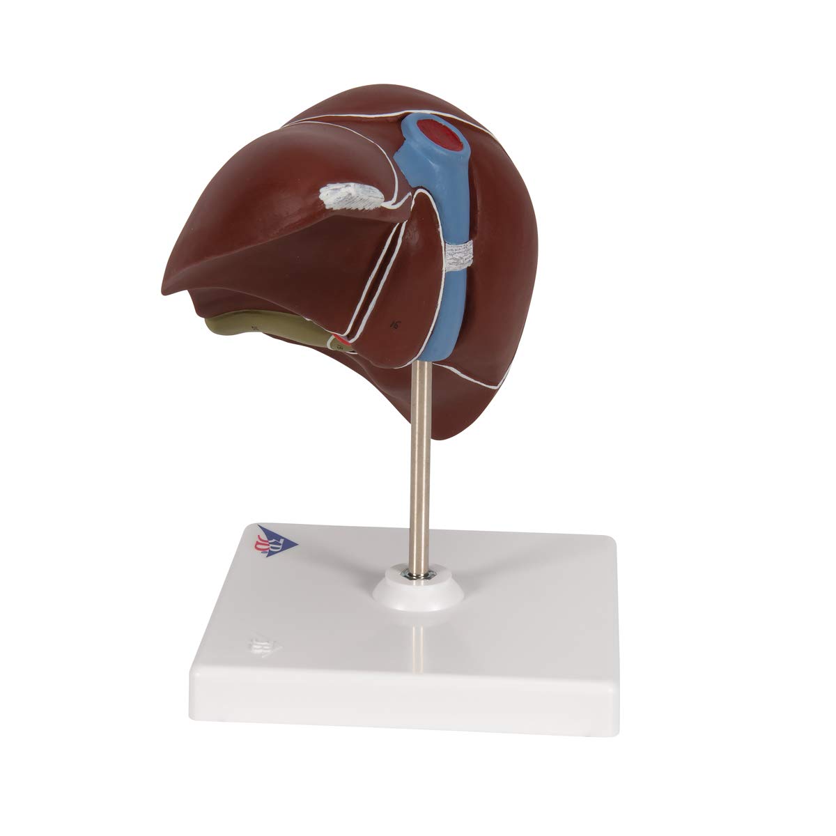 3B Scientific K25 Fegato con Cistifellea + software gratuito di anatomia - 3B Smart Anatomy
