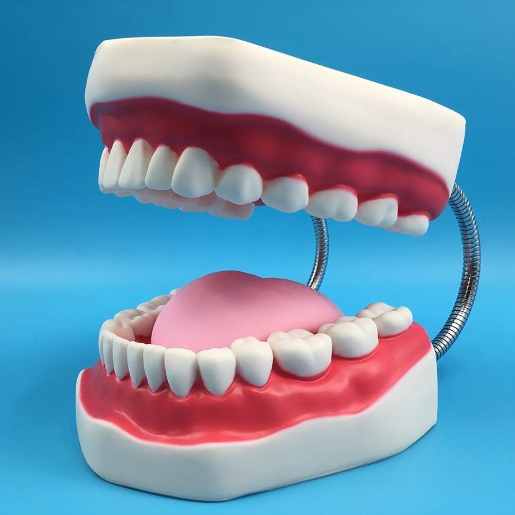 Model Tułowia Człowieka Model Zębów Demonstracja Stomatologiczna Model Zębów Dentysta Uczy Higieny Jamy Ustnej Model 28 Zębów 6X Duży Anatomiczny