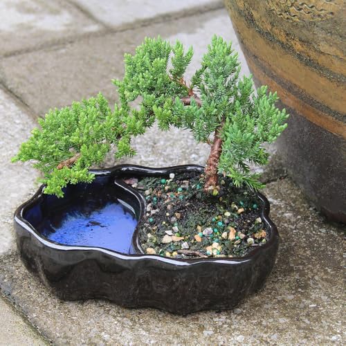 Juniper Live Bonsai Tree