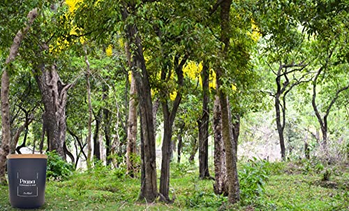 Relaxd Premium Sandalwood & Musk Scented Natural Soy Wax Candle (Prana), Large, Long Lasting Aromatherapy Essential Oil Candles #TOP5