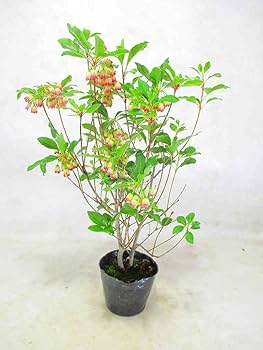 y*o様 口紅更紗ドウダンツツジ　　/272 y*o様 口紅更紗ドウダンツツジ /272