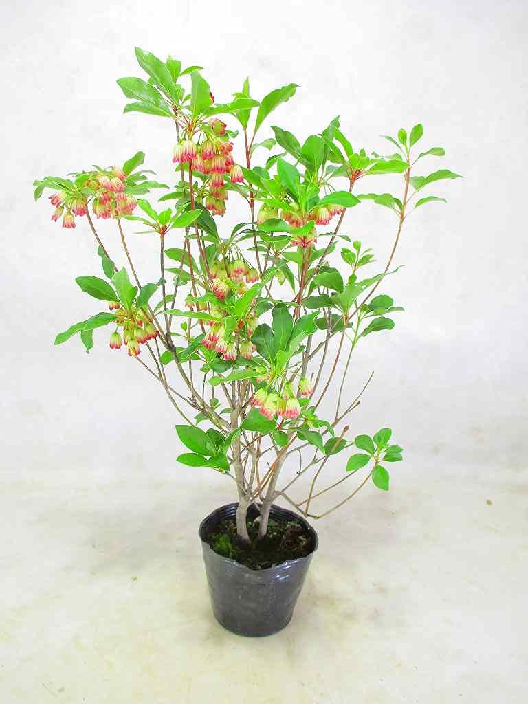 Amazon.co.jp: ドウダンツツジ 口紅更紗ドウダンツツジ 苗木 3.5号