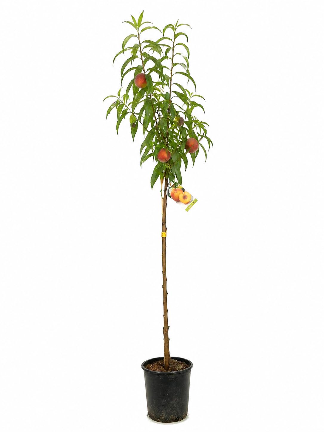 Garden Center Shop | Pack Árboles Frutales Higuera y Melocotonero | Plantas Naturales para Jardín y Huerto | Producción de Fruta | Ideal Exterior (Higuera y Melocotonero)