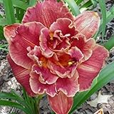 Taglilien-Rhizome – schnell wachsend – schöne Gartendekoration – kälte- und trockenheitsresistent – überraschendes Geschenk-5 Rhizome-C