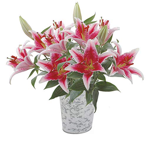 Stargazer Barn - Starry Eyes Bouquet- Scented Stargazer Lily with Vase Included-California Grown- Farm Fresh