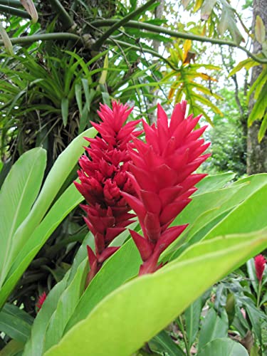 Hawaiian Tropical Flower Plant Roots - Bamboo Orchids - Hibiscus - Ginger -Ti Logs (Red Ginger Root) - Thumbnail 3