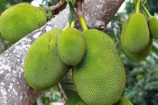 Jack Fruit Live Plant