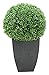 D & W Silks Boxwood Ball in Square Planter, Green (312108)