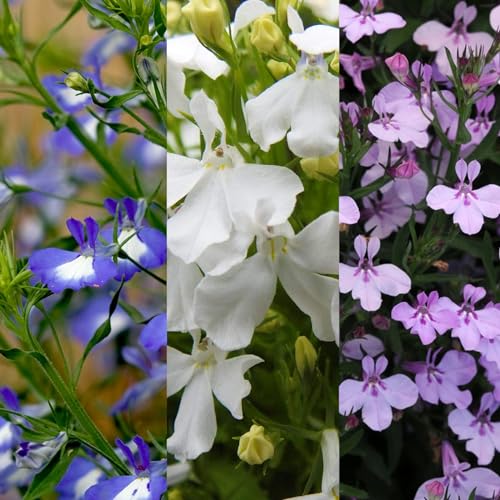 Carbeth Plants Lobelia 3 Mixed Plants in 9cm Pots - Blue White & Lavender