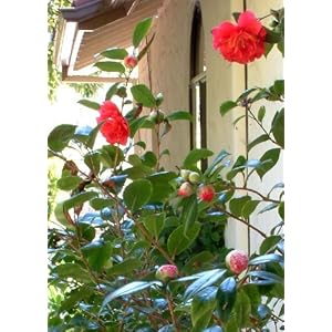 TROPICA – Camelia giapponese/rossa (Camelia japonica) – 4 Semi- Magic tropical