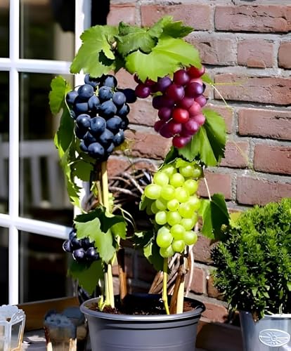 Image of Live Grapes Plant Combo Pack of 3 | Black, Red & Green Grafted Fruit Plants | Healthy Live Vines for Home Garden, Balcony & Terrace | Organic Fruit-Bearing Grapes Saplings
