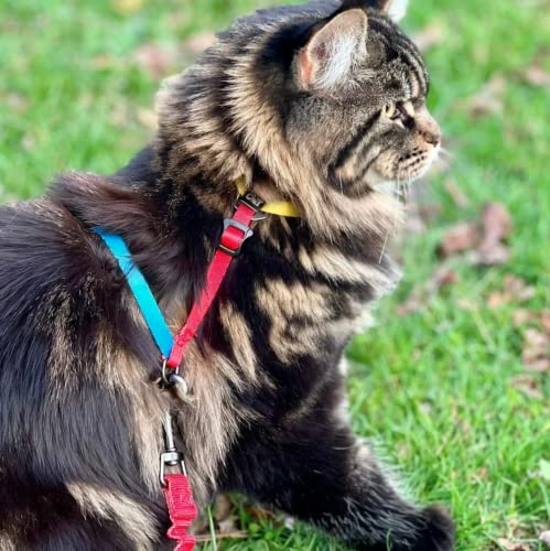 Travel Cat Harness And Bungee Leash Set - 2 In 1 Adjustable Escape Proof Cat Harness & Leash For Small, Medium, Large Cats, Kitten - H-Style Cat Harness And Leash For Outdoor Walking (Color Block) #TOP2