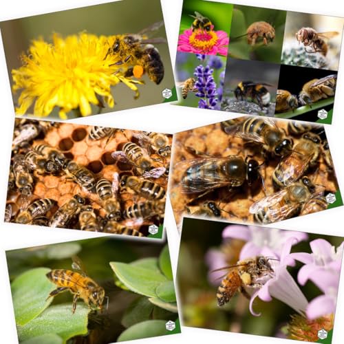 Educational Beekeeping Cards – 12x18 Oversized Beekeeping Flashcards for Teaching Bees and Beekeeping - Classroom and Workshop Learning Tool (Basic Set - Heavy Card Stock)