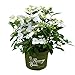 Produktbild Runaway Bride® Girlanden-Hortensie, Gartenhortensie, Hortensie, Blume, winterhart, im 6 Liter Topf, weisse Blüten