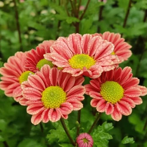 semi di margherita perenni, decorazione autunnale di margherita balcone, giardino roccioso resistenti da giardino, 35pcs