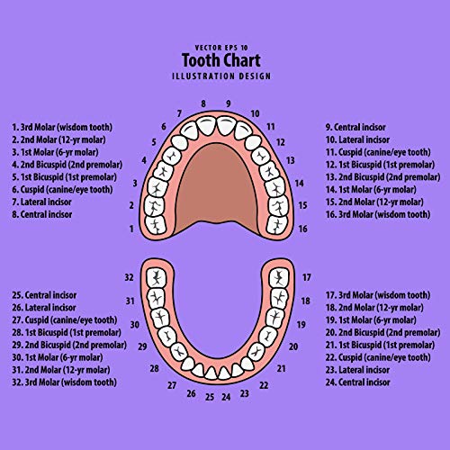 Baby Teeth Keepsake Box For Kids Teeth Saver Box Children Teeth Storage Holder Baby Teeth Organizer Deciduous Teeth Box With Baby Fetal Hair Container And Tweezer For Keeping The Child Memory (Pink-Purple) #TOP3