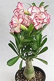 Hasta 4,5 m Rosa del desierto planta,El balcón es precioso e impresionante/rosa del desierto natural,-2,5bulbos