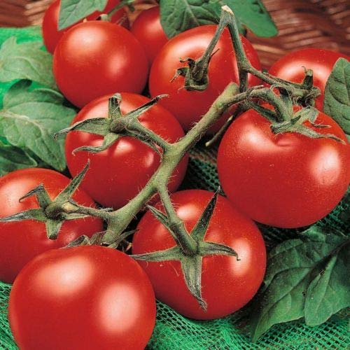 Tomato/Tamatar Seeds - Kitchen Gardening Pack - Approx 100 Seeds-image-20