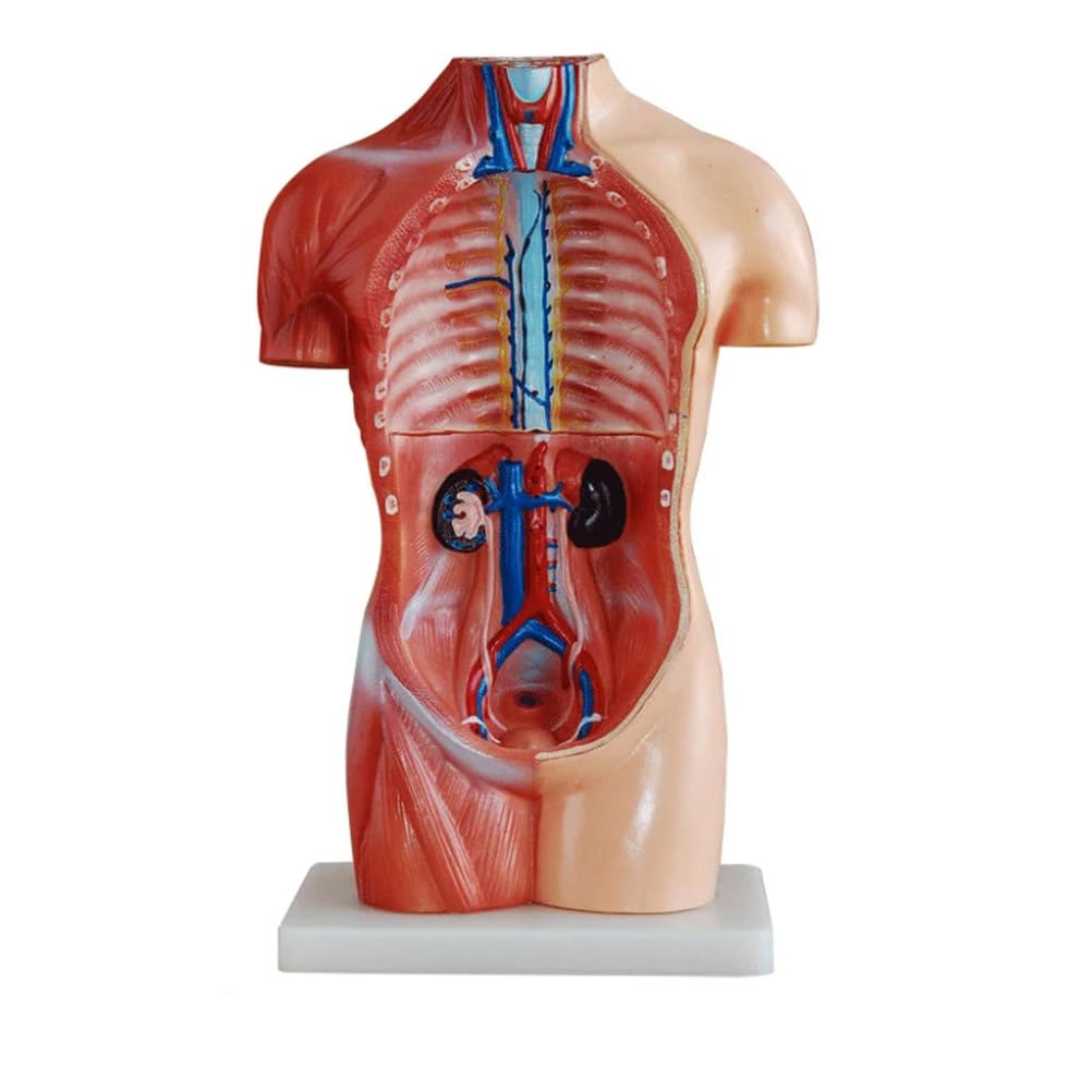 Modelo de anatomía de Torso Humano de 42 cm, Modelo de anatomía Realista de Alta simulación, Material de PVC no tóxico, Reutilizable