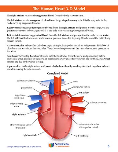 Image of NewPath Human Heart 3-D Paper Model Making Kit - Individual Student Edition (24-7775)