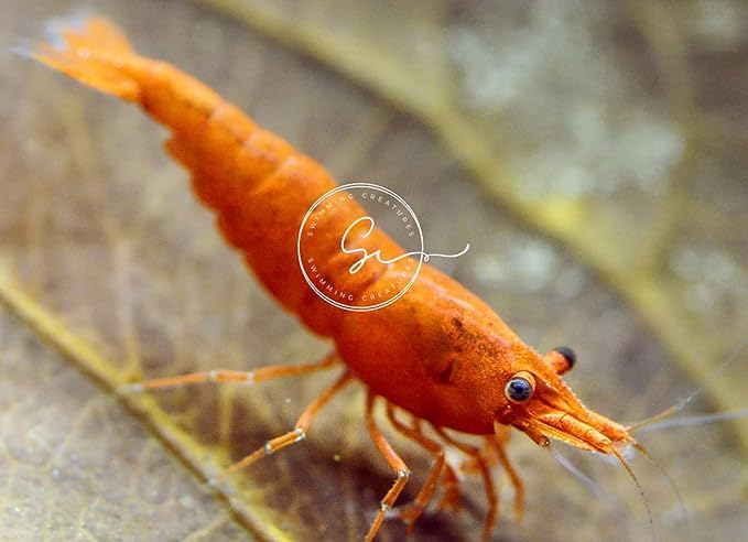 Image of Swimming Creatures Freshwater Aquarium Shrimp - A Perfect Combo to Brighten Your Aquarium! (20 Premium Mix + 2 Mystery Snail((Pomacea bridgesii))