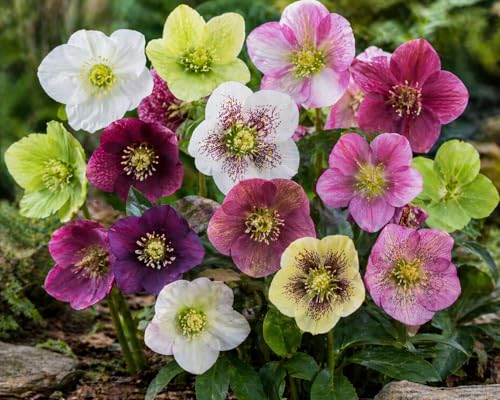 Lenten Rose Plant Plugs (Helleborus) Mixed Colors Hardy Shade Perennial Early Spring Blooming Deer Resistant Garden Flower (1 Plug)