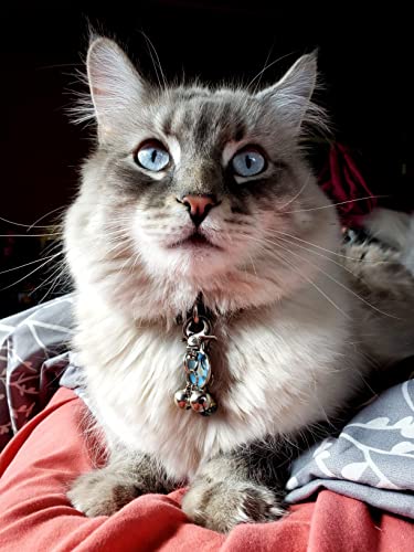 Expawlorer 2 Sets Bell Training Charm Pendants Jewelry For Pet Dog Cat Necklace Collar (Silver) #TOP5