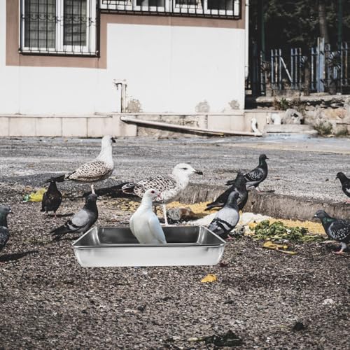 Bañera para periquitos pequeños y pájaros con acero inoxidable sin olor 5