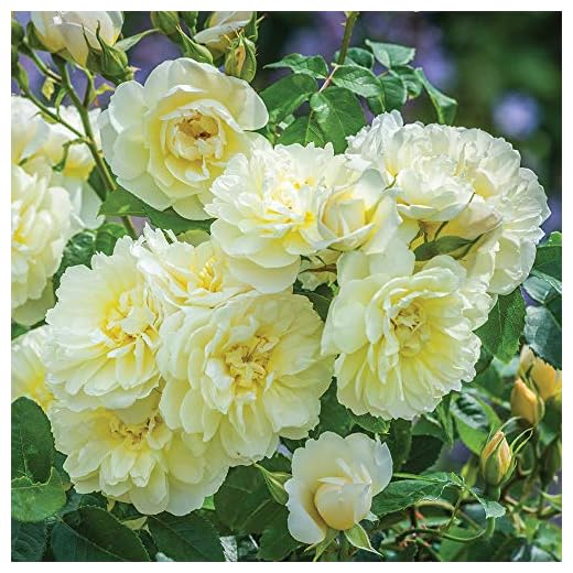 Own-Root One Gallon Imogen David Austin Rose by Heirloom Roses