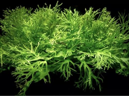 Windelov Java Fern Beginner Live Aquarium Plant No Substrate Required Aquatic