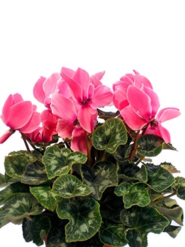 Alpenveilchen Super XL rosa - Traumhafte Topfpflanzen für den Innen- und Außenbereich