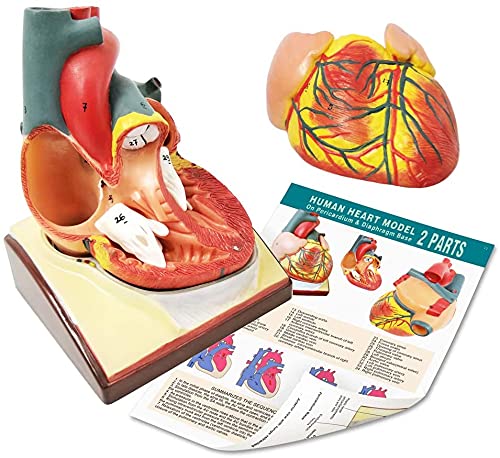 Modello di cuore umano a grandezza naturale 2 pezzi, modello cardiaco anatomico 1:1, 34 strutture