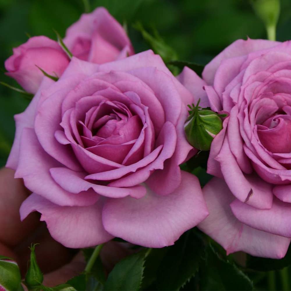 ♡Rose rose♡ Amazon.com : Heirloom Roses Purple Rose Plant - Veranda® Lavender