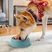 Bekecidi Hundenäpfe für Futter und Wasser, Stetige Plastikkatze Schüssel Hundeschüssel BPA-frei, Mehrzweck Anti-Slip Haustier Fütterungsschale für Hunde (Grün)